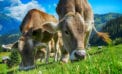 cattle farming cows agriculture Trudeau’s carbon tax short-sighted in so many ways
