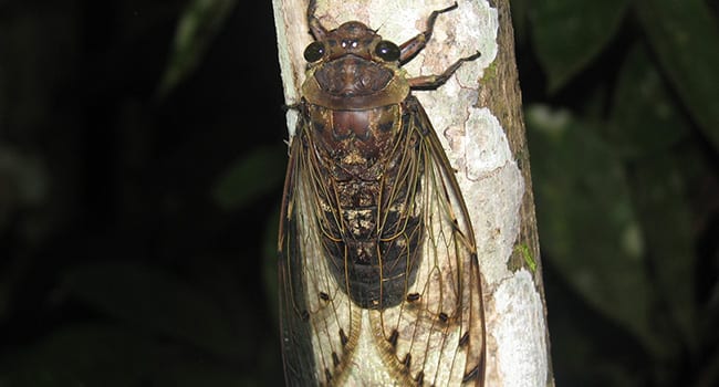 Serenaded by cicadas