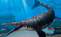 Paleontologists identify new species of mosasaur Paleontologists identify new species of mosasaur