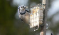 Bird feeder Get those bird feeders up and enjoy the show