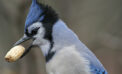 Blue Jay Bird bullies are just protecting their resources
