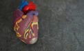 Heart illustration Protein that blocks body’s ability to clear bad cholesterol identified