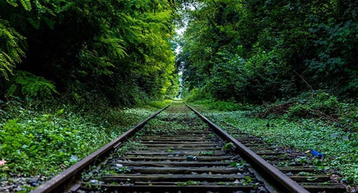 Researchers pinpoint where wildlife most likely to be killed by trains