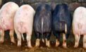 Pigs Bureaucrats living high off the hog at taxpayers expense