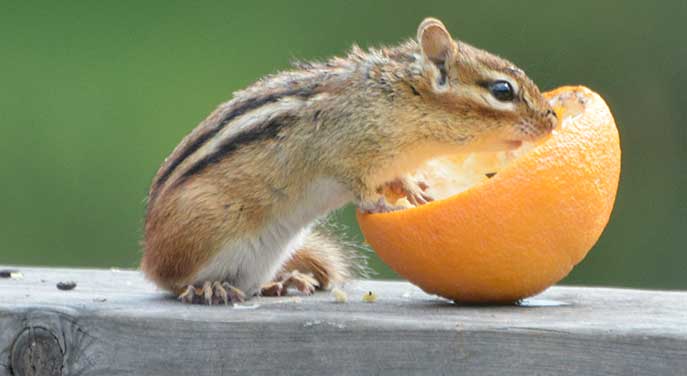 Some fun facts about chipmunks