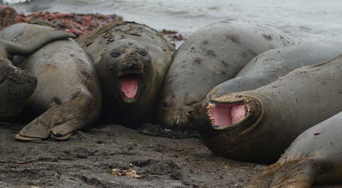 Do you know what thigmotaxis means? Pinnipeds do it all the time