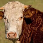 Cutting-edge genetics project targets methane emissions in beef cattle