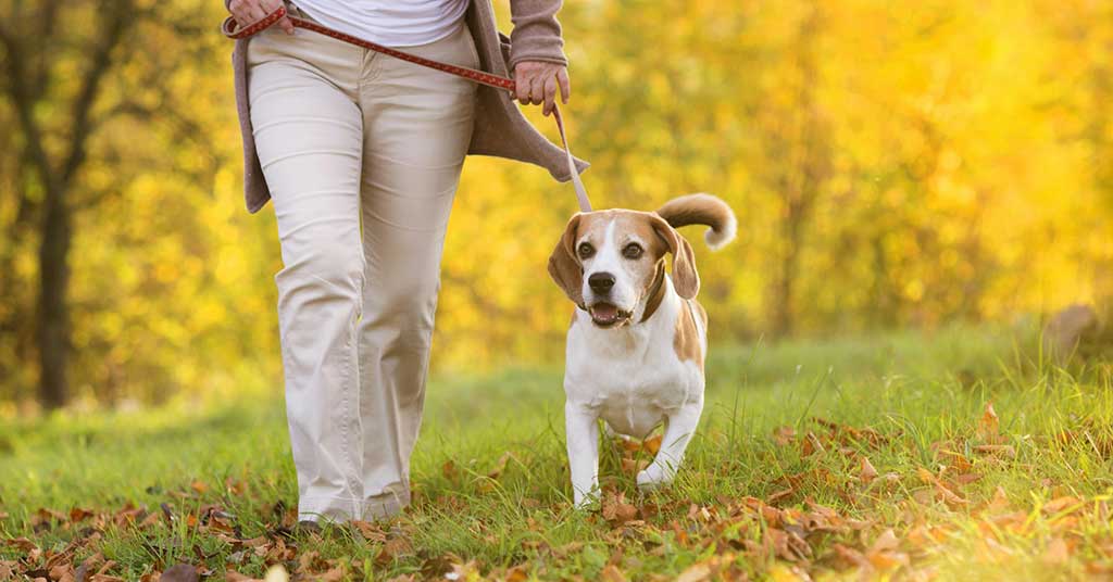 Tired of dog poop in public spaces? You’re not alone